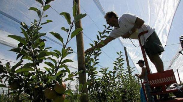 Emploi. Récolte des pommes en Limousin, Pôle emploi ouvre une plateforme de recrutement le 1er août