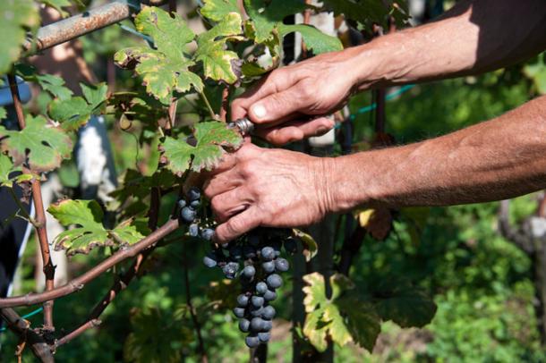 Cueillette de pommes, vendanges… les emplois saisonniers continuent