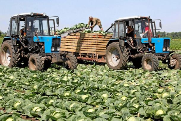 D’aucy recrute 300 saisonniers